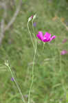 Palmleaf poppymallow